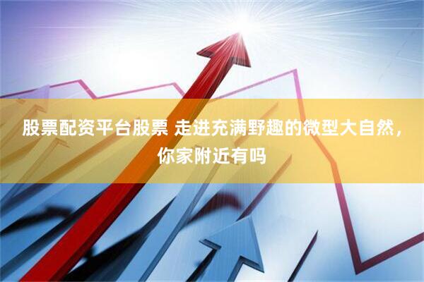 股票配资平台股票 走进充满野趣的微型大自然，你家附近有吗